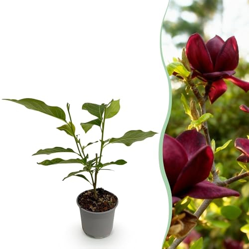 Magnolia Genie – 12 cm – Altura aprox. 30 cm – Magnolia caducifolia con grandes flores de primavera moradas – Fácil de limpiar para arriates, balcones y terrazas