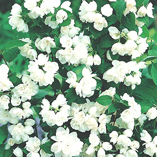 Gefüllter Gartenjasmin 'Schneesturm' (im Container) Weiß