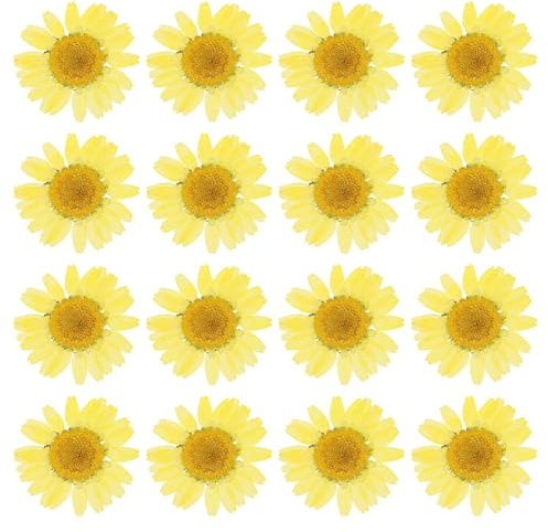 PATIKIL 48 Pcs Fleurs Séchées Pressées Naturelles Marguerite pour l'Artisanat DIY Décoration Maison Décoration Ongles, Jaune Citron