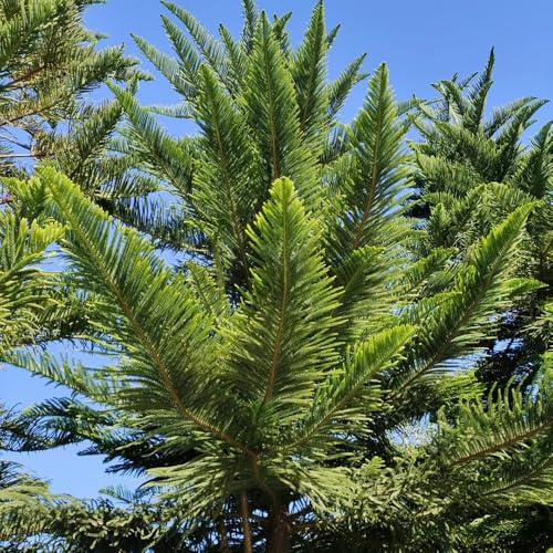 Araucaria, bonsaibaum Araucaria Araucana, balkonpflanzen winterhart mehrjährig exotische 15Samen