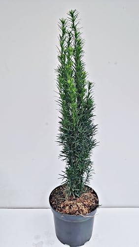 Säuleneibe Taxus baccata Fastigiata Robusta 30-40 cm 3 L | Winterhart, immergrün & pflegeleicht – schnittverträglich und schattentolerant, ideal als Heckenpflanze