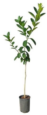 Pianta di Cedro Mano di Budda - Immagine reale