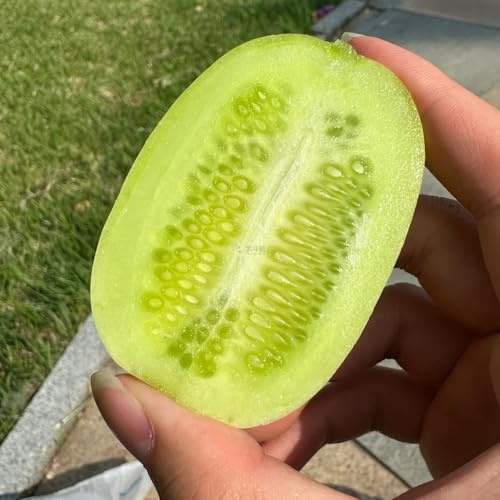 semillas de pepino al aire libre - orgánicas bancal elevado balcón variedades antiguas decorativas 800pcs