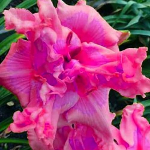 Bulbi di emerocallide (senza semi, non artificiali), colore raro, bulbo da fiore perenne e resistente, perfettamente adattato a qualsiasi ambiente-3 Bulbi-B