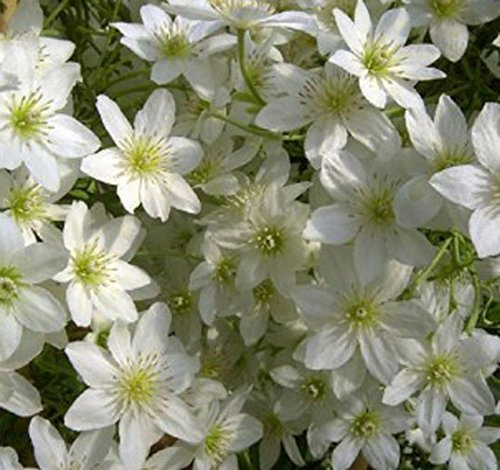 Clematis cartmanii 'Avalanche' 15cm Deep Pot Size