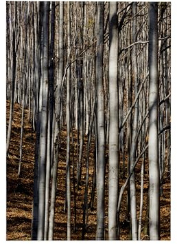 3dRose 15x22 Hand Towel - Common Beech Trees, Buekk National Park, Hungary - EU13 MZW0380 - Martin Zwick Trees