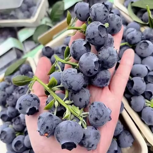 arándanos, Cultivo de verdes, de interior semillas arándano bancal elevado interior lugares soleados bayas amantes la 150semillas