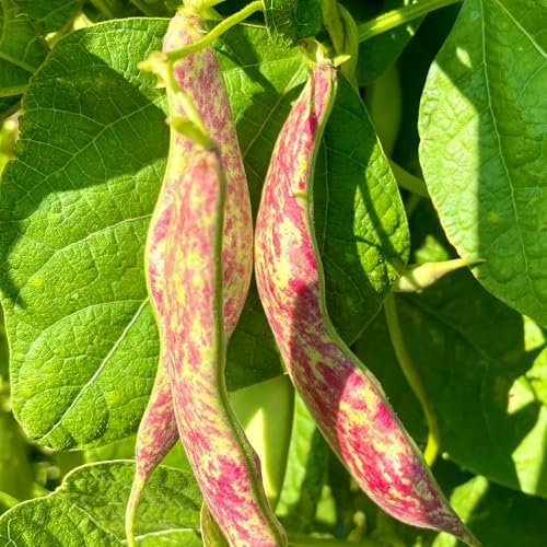 PREMIER SEEDS DIRECT - Climbing BORLOTTO Bean - Lingua DI Fuoco 2-25 Seeds (Organic)