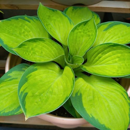 semi di hosta, vecchie varietà semi di Hosta plantaginea, hosta resistente perenni da giardino selvatici decorazione floreale 50pcs