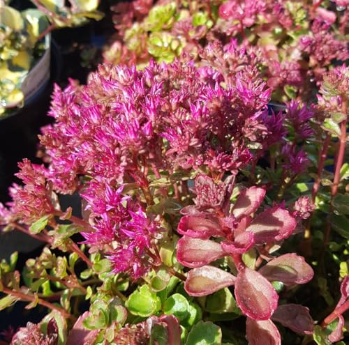 Sedum spurium 'Coccineum Atropurpureum' / Orpin bâtard pourpre/Conteneur de 2 à 2.9 litres/Succulente