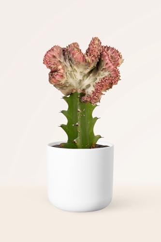 Euphorbia Lactea Cristata - Planta Natural - Suculenta - Interiores - April Plants - Altura: 20-25 cm