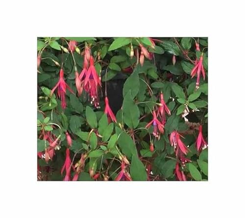 Stk - 10x Fuchsia magellanica - Scharlach Fuchsie Strauch Pflanzen - Samen ID1722 - Seeds & Plants Shop by Ipsa