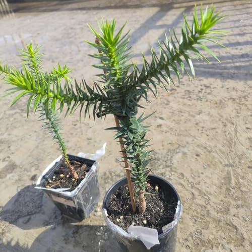 semi di araucaria - resistenti all'esterno di araucaria araucana, gione da giardino resistenti 15pcs
