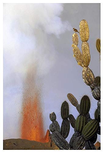 Artworks Italia Galápagos ruiseñor encima de candelabro gigante cactus cerca de erupción, Galápagos, arte de papel, 34 x 50 pulgadas