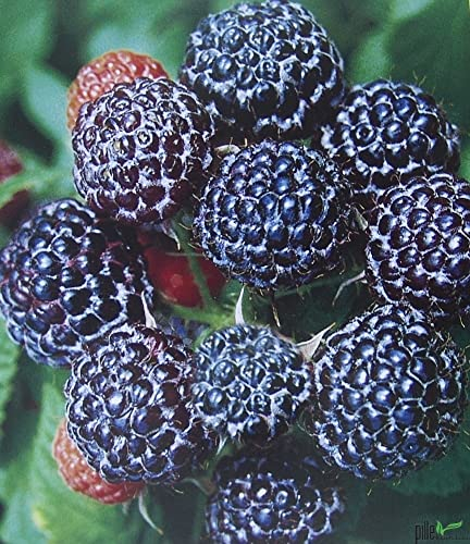 3er Set Himbeere exotisch schwarz Black Jewel Himbeeren Pflanzen süß - süßsauer im 2 L Topf