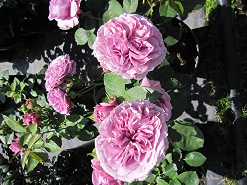 Rosa Lavender Ice ® - Zwergrose - Patio Rose - Tantau Rose