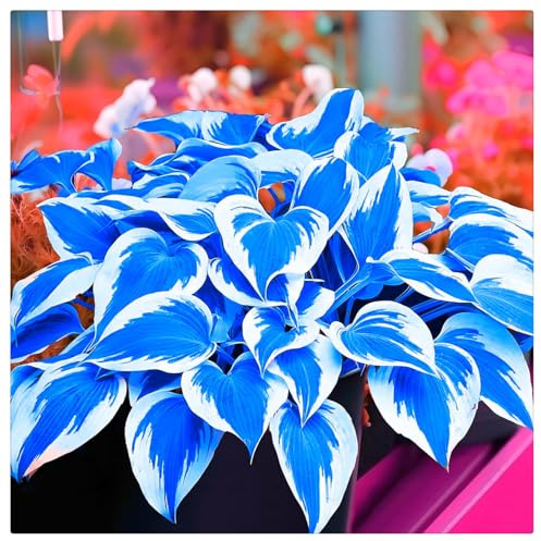 Blumenzwiebel Mix, Mysteriöse magische Glühbirne, Winterhart pflanzen, Mehrjährige Blumenzwiebel ist winterhart,Winterhart zwiebeln-4 Pflanzen Funken Hosta Rhizom