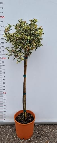 De Plante Ilex Aquifolium Variegatum En Vase Clt 15 (Photo Réelle) Houx