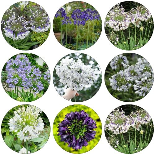 agapanto de jardín bonsái de interior foglie perenne semi interni Agapanthus africanus, primavera reale perenne resistenti 120pcs