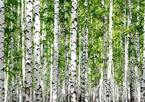 wandmotiv24 Fototapete Birkenwald Nahansicht Dicht, 200 x 140cm - selbstklebende Vliestapete 150g, Wanddeko, Wandbild, Wandtapete, Birken Bäume Wald Blätter M5835