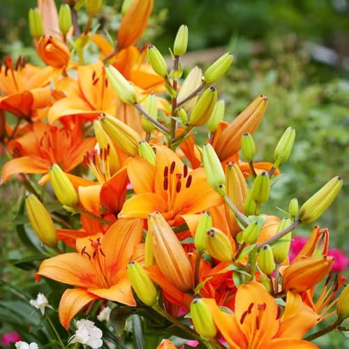 3 x Lily Asiatic Orange – Bright & Vibrant Blooms – Summer Flowering Bulbs – Perennials – for Your Beautiful Garden