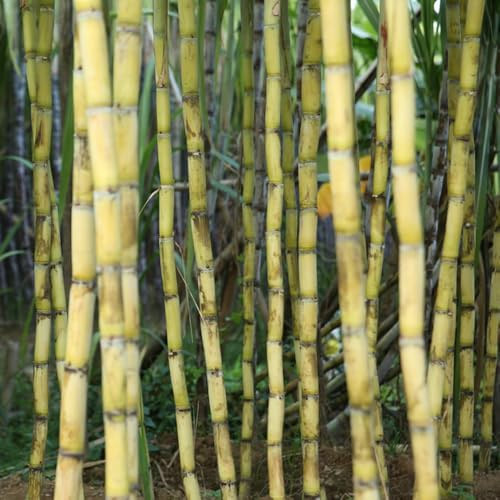 150 piezas semillas de caña de azúcar - resistentes al invierno para balcones, exóticas verdes Comprar interior fresca,