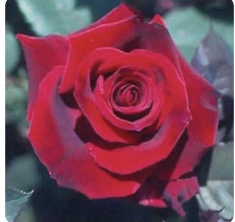 Gorgeous Red/Dark red, Hybrid Tea/Floribunda Bush Rose Plant in A 3 Lt Pot
