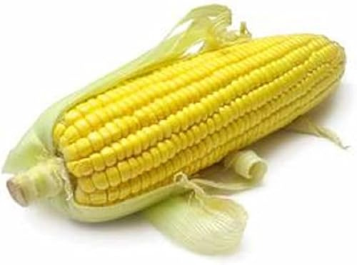 50 graines MAÏS doux et sucré Jaune Zea mays saccharata - Blé D'inde - Plante Fleur Jardin - 272
