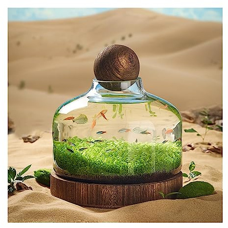 Décoration Bouteille en Verre for Aquarium, Culture écologique, Micro Paysage, Petit réservoir de Plantes à Circulation Automatique avec Base en Bois, Ornements de Bureau pour Poissons(Moyen)