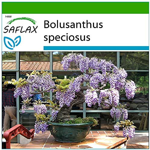 SAFLAX - Bonsai - Afrikanischer Blauregen - 15 Samen - Mit keimfreiem Anzuchtsubstrat - Bolusanthus speciosus