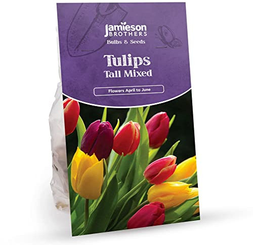 Tall Mixed Tulip Bulbs - 12 Bulbs to Plant in Gardens, Borders & Flowerbeds – Bulk Spring Flower Bulbs Ideal for Adding Colour to Your Area - by Jamieson Brothers