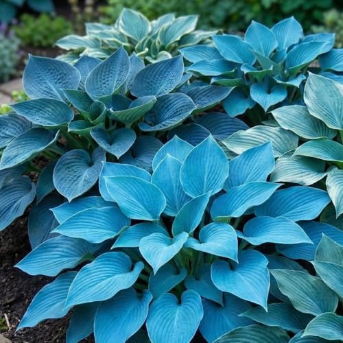 Flerårig Hosta Blue Kollektion - Hosta-blandning av 5 Hybrider i 5 Sorter - Stora Funkia-plantor - Tåliga - Barrotade Perenner från Holland - Inga Frölökar