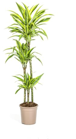 Dracaena deremensis Lemon Lime - Planta verde (24 cm)