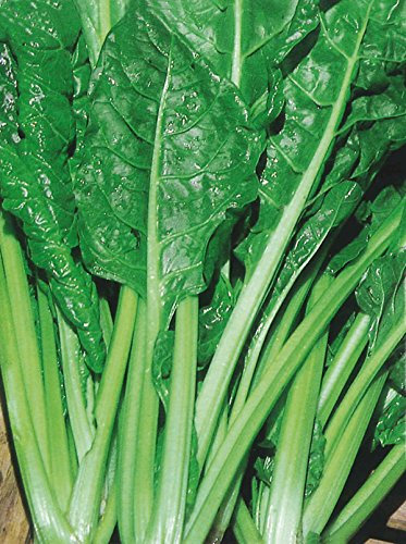 BIETOLA DA COSTE LISCIA VERDE DA TAGLIO NR.300 SEMI