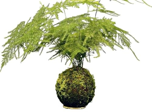 Kokedama Japonés Planta de Interior Asparagus Plumosus DECOALIVE Planta Natural con Maceta de Musgo