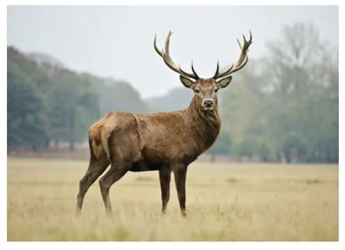 Leinwandbild Tierfotografie Hirsch Poster Drucke Wildtiere Leinwanddruck Wandkunst Heimdekoration 70x50cm ungerahmt