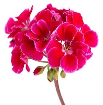 100 graines de fleurs de pélargonium rouge et rose