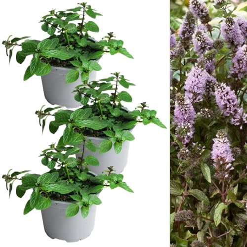 Carbeth Plants - 3 x Black Peppermint Mint Herb Plants in 13cm Pots - Aromatic Mentha Herbaceous Perennial Shrub - Evergreen Easy to Grow Outdoor Plant - Ideal for Growing in Beds, Borders and Pots