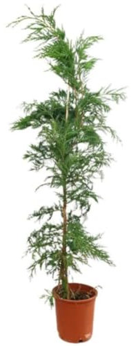 Planta natural Cipres Leilandi, Cupressus Leylandii, 140-150 cm. Cipres de Leyland. Ciprés de rápido crecimiento, ideal para setos altos y pantallas verdes. Segura Garden.