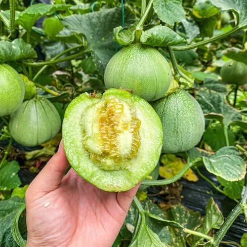 semillas de melón azucarado - melón - resistentes al aire libre de melón para jardín de balcón con en forma de columna, 300pcs
