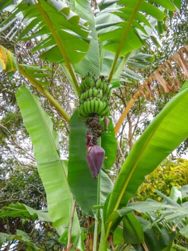 SEMI Il banano selvatico Il banano come dimora e giardino Palma, struttura sempreverde