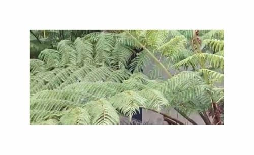 Stk - 10x Cyathea cooperi - Spitzenbaumfarn Zierpflanze Pflanzen - Samen ID1655 - Seeds & Plants Shop by Ipsa
