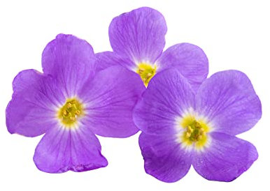 Aubretia Plants, Aubretia 'Lilac', 12 x Full Plant Pack, Bedding Plants, Aubretias, Garden Ready and Ready to Plant, Premium Quality Flowers