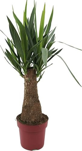 Palma de Exterior Yuca o Yucca Elegans Mide 90cm o Más