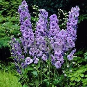 Pacchetto semi: Semi Larkspur Spire (Delphinium Consolida) 50 + Semi