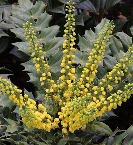 Hochstamm Mahonie Winter Sun 60-80cm - Mahonia media - lebende Gartenpflanze aus den Baumschulen