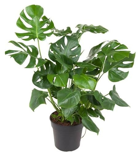 Monstera Deliciosa Planta Natural de Interior con Hojas Partidas Exóticas