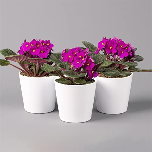 Usambaraveilchen in Keramiktopf Dallas weiß, rot, Topf-Ø 12 cm, 3er-Set