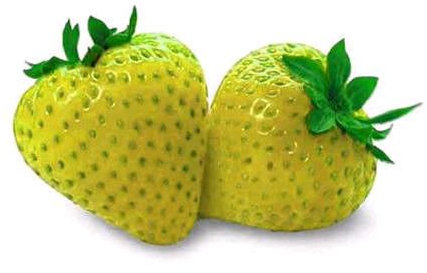 FRAGOLA GIALLA NR.50 SEMI