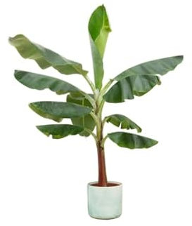 Offre combinée : bananier (Musa) y compris Ocean Round vert pacifique Ø 22-120 cm